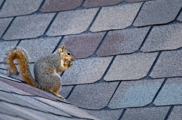 Morgantown Wildlife Removal